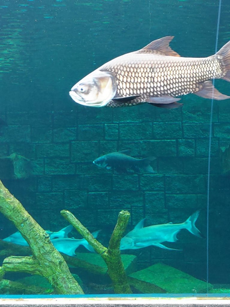 Aquaria Phuket Himmapan