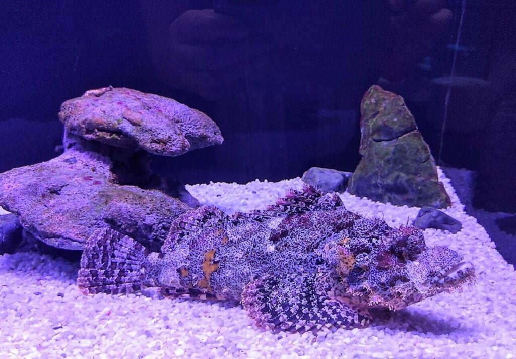 Aquaria Phuket kivikala