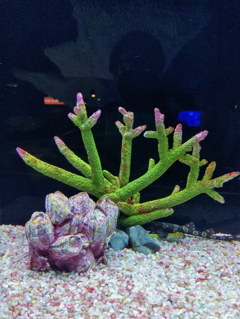 Meditatiivinen Aquaria Phuket