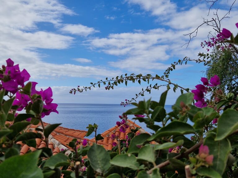 Los Gigantes - Kohti avaraa maailmaa