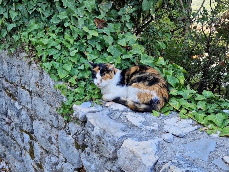 Montenegro - Kotorin vanha kaupunki ja linnoitus