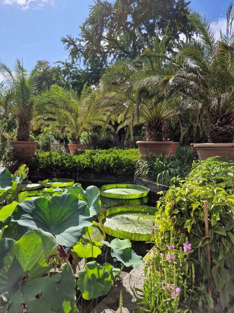 Orto Botanico - Kohti avaraa maailmaa