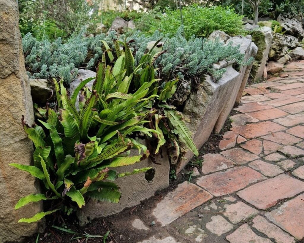 Orto Botanico - Kohti avaraa maailmaa