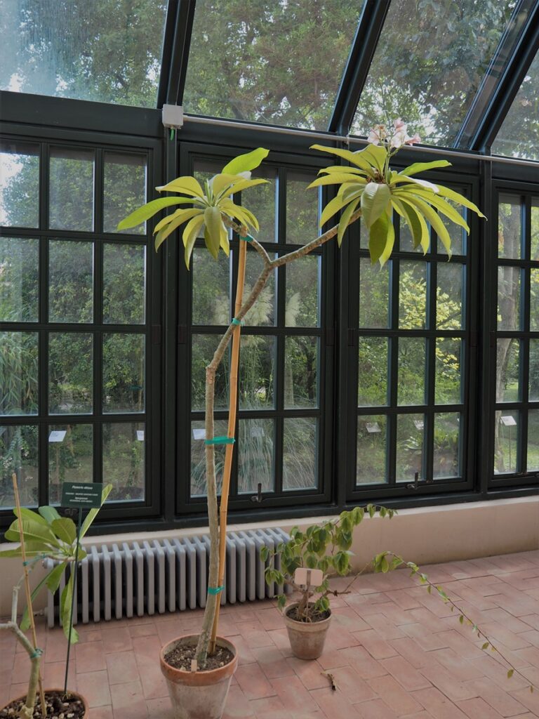 Orto Botanico - Kohti avaraa maailmaa