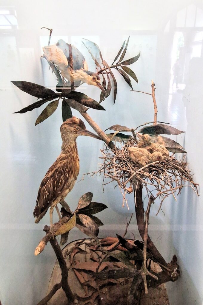 Chhatrapati Shivaji Maharaj Vastu Sangrahalaya museo Mumbai