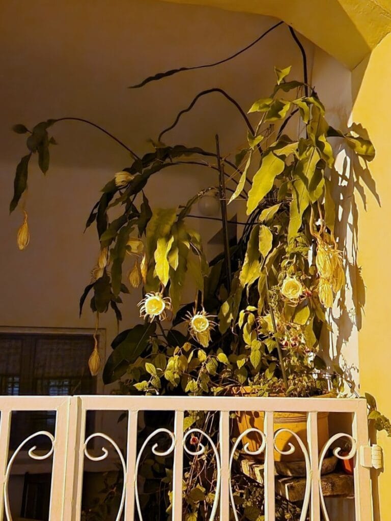 Yön kuningatar, Cavtat - Kohti avaraa maailmaa