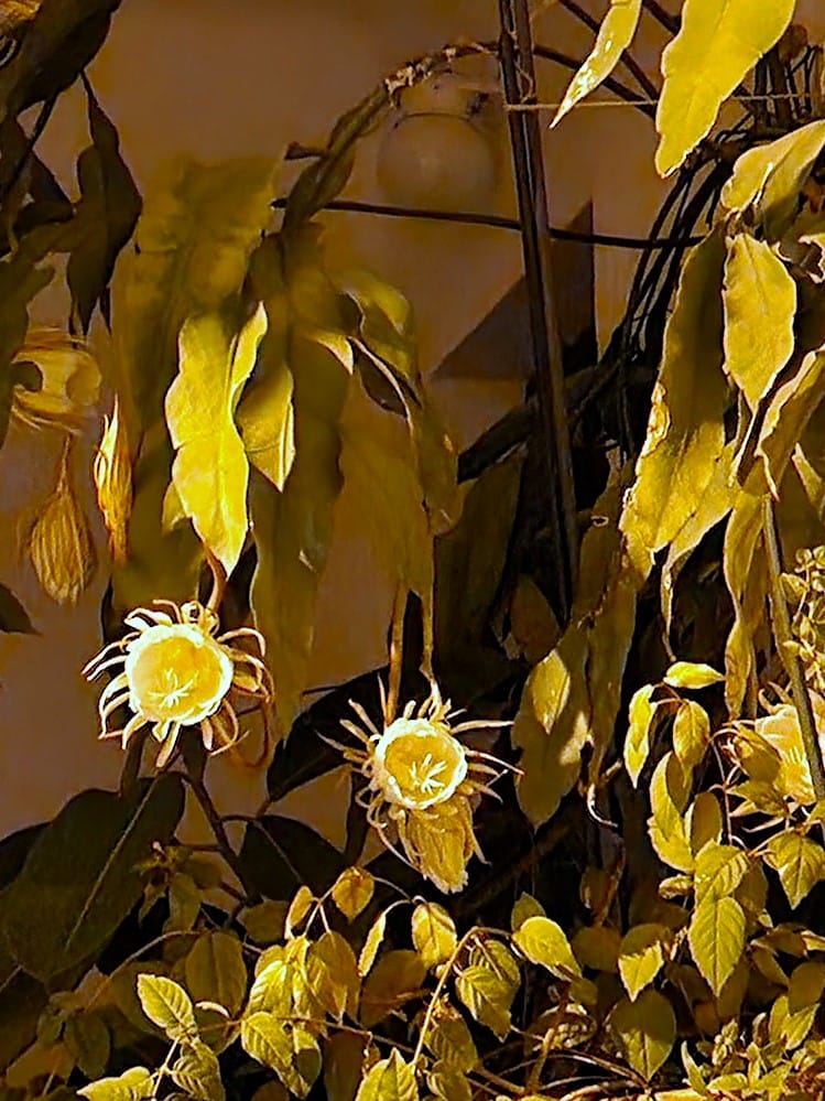 Yön kuningatar, Cavtat - Kohti avaraa maailmaa