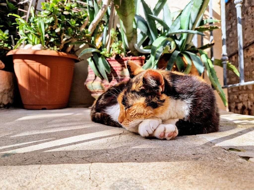 Dubrovnik - Adrianmeren helmi vai pelkkä turistirysä?