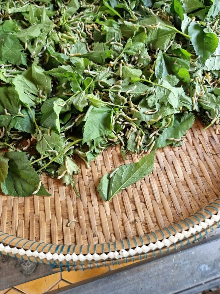 Silk Island - Kohti avaraa maailmaa