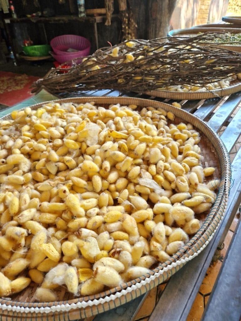 Silk Island - Kohti avaraa maailmaa