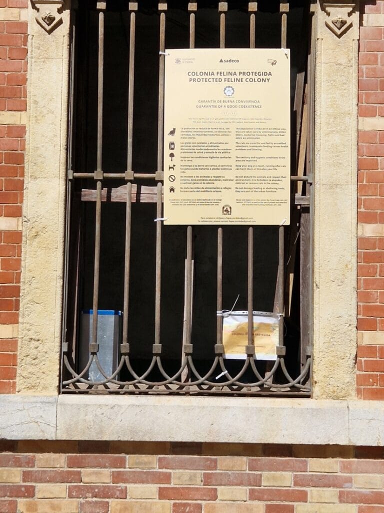 Colonia felina protegida Córdoba - Kohti avaraa maailmaa