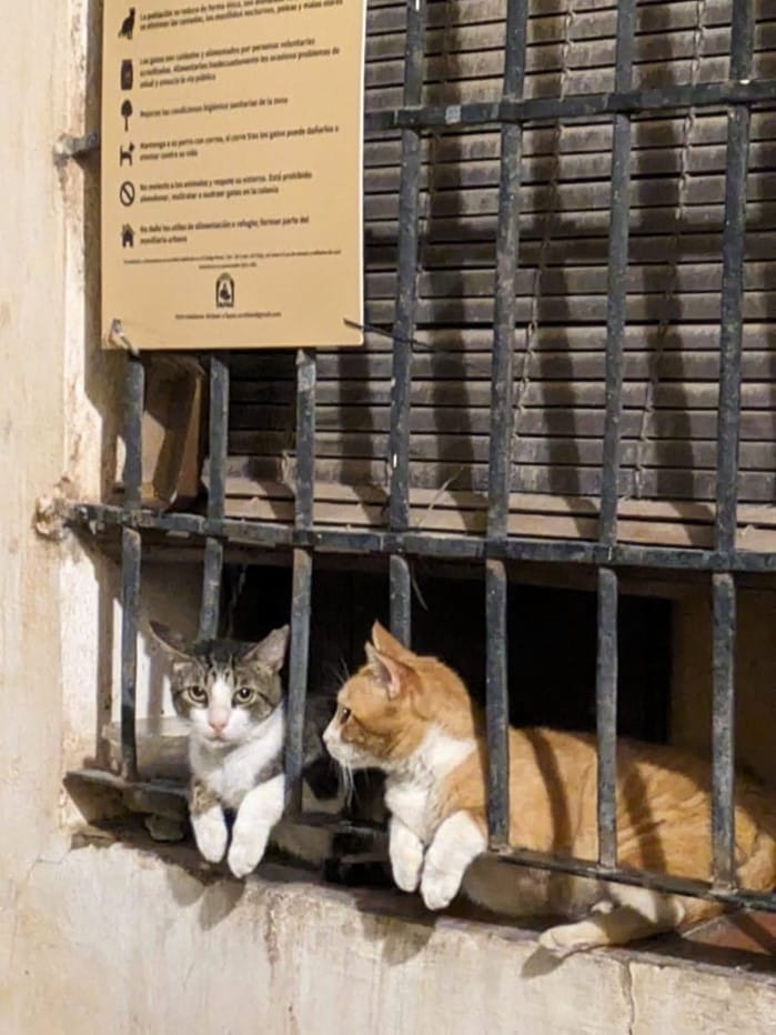 Colonia felina protegida Córdoba - Kohti avaraa maailmaa