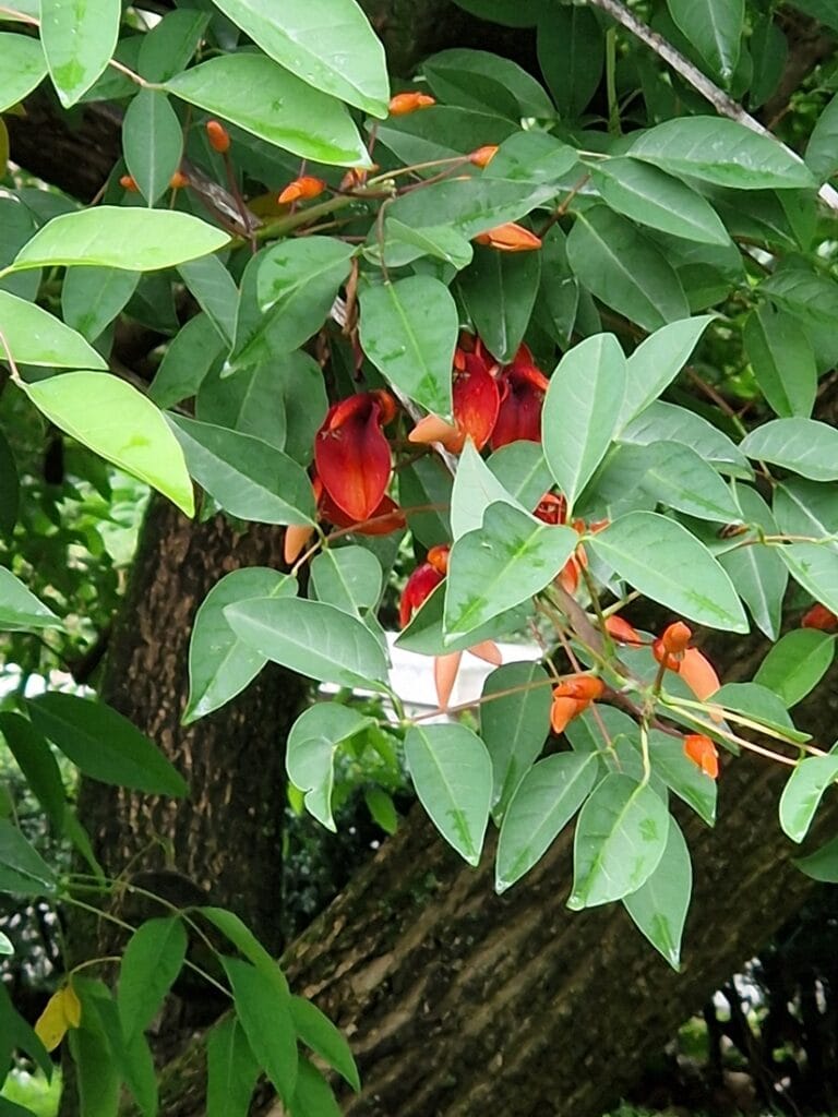 Korallipuu La Spezia - Kohti avaraa maailmaa