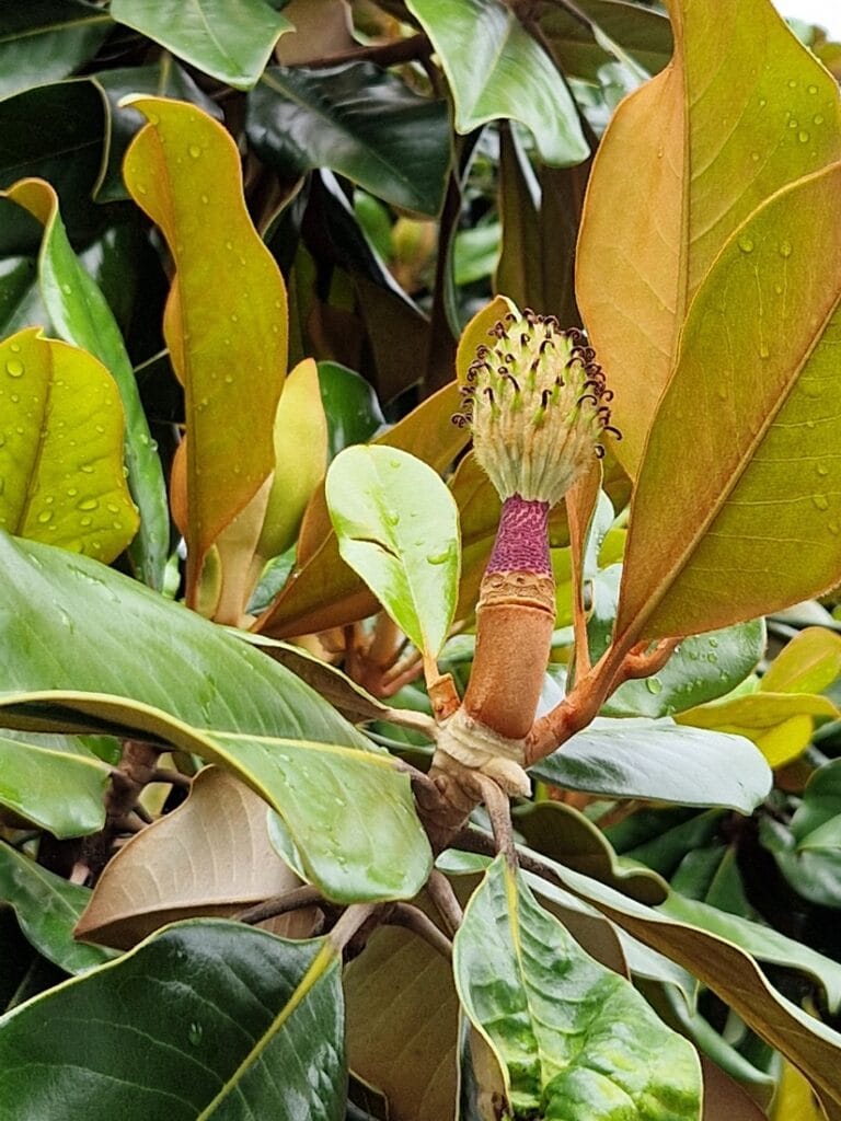 Kumiviikuna La Spezia - Kohti avaraa maailmaa