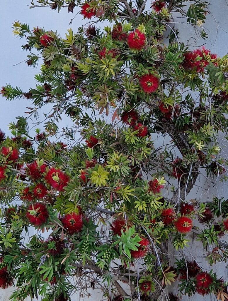 Tulilamppuharja La Spezia - Kohti avaraa maailmaa