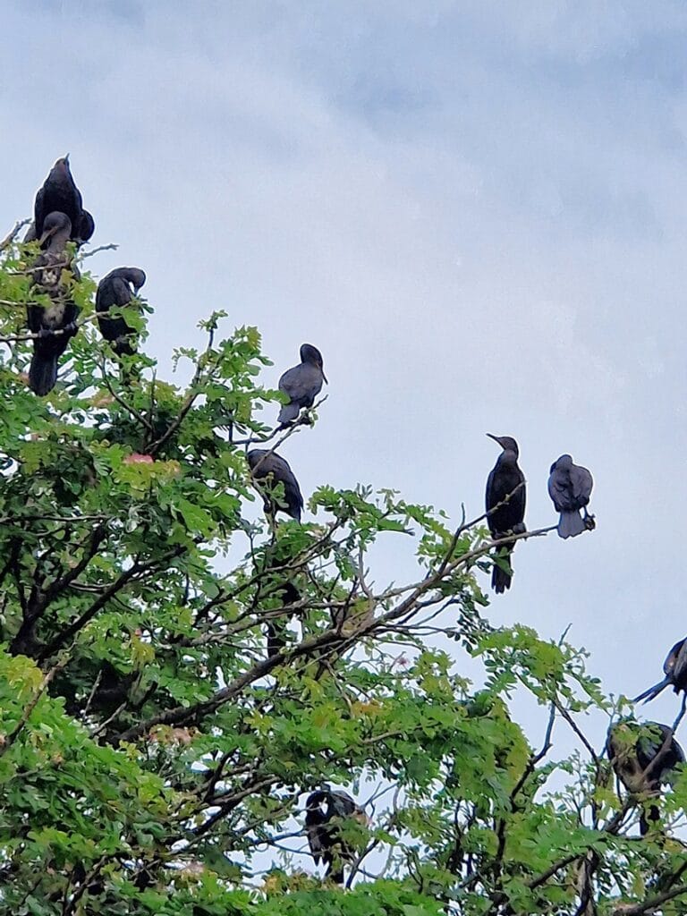 Intian merimetso - Kohti avaraa maailmaa