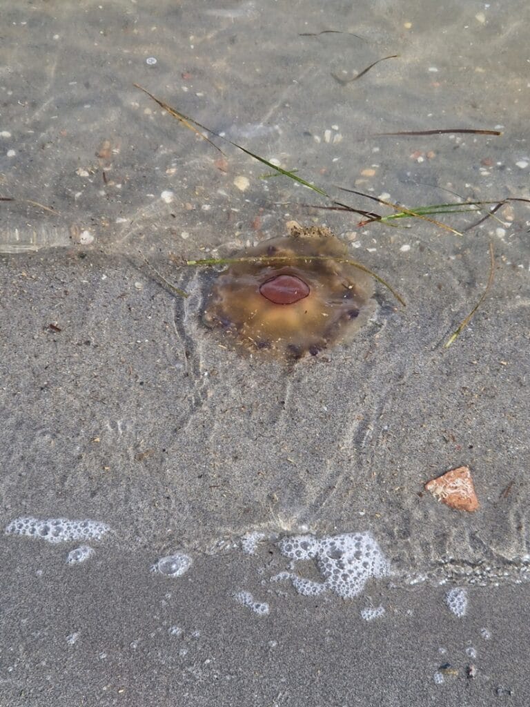 Los Urrutias - Kohti avaraa maailmaa