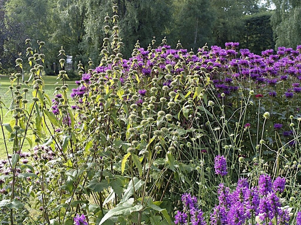 Kadriorgin puisto - Kohti avaraa maailmaa