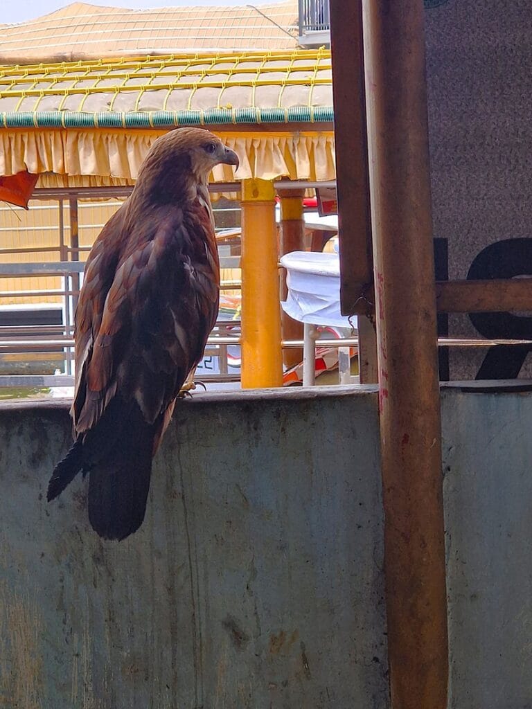 Keralan backwaters - Kohti avaraa maailmaa