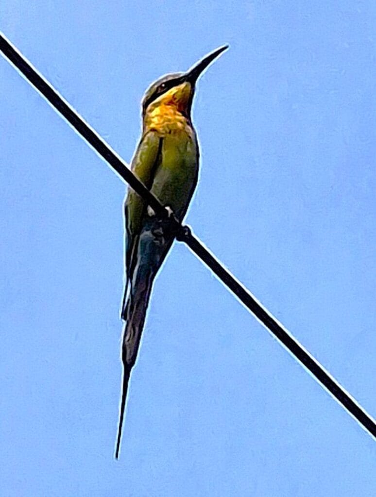 Sinipyrstöinen mehiläissyöjä - Kohti avaraa maailmaa