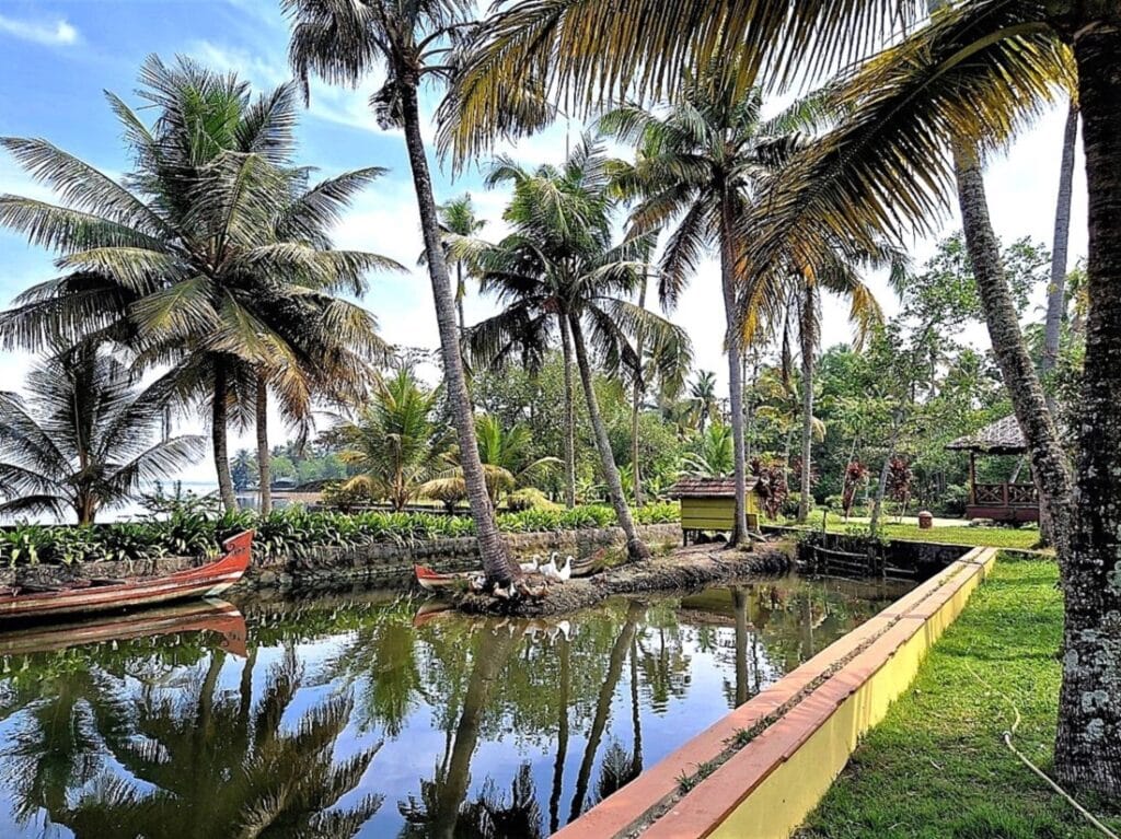 Ameya - Kohti avaraa maailmaa