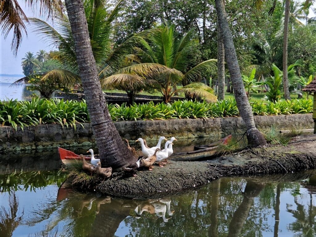 Ameya - Kohti avaraa maailmaa