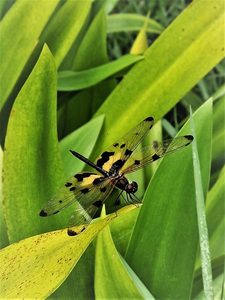 Intia Kerala - Kohti avaraa maailmaa