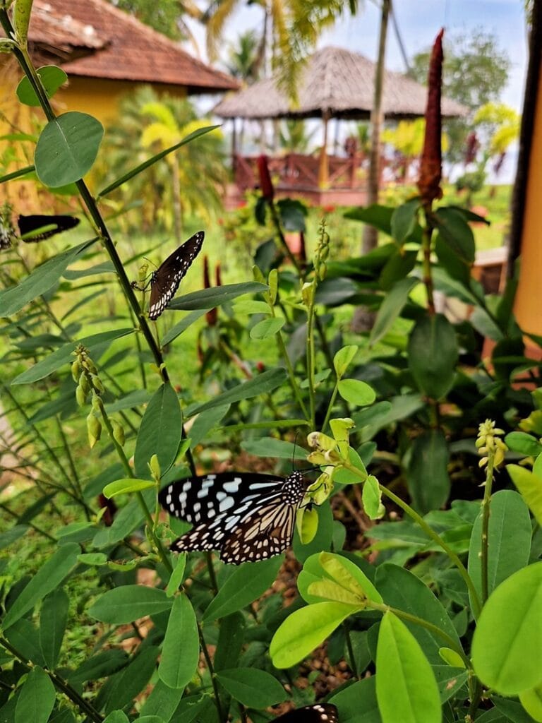 Ameya - Kohti avaraa maailmaa