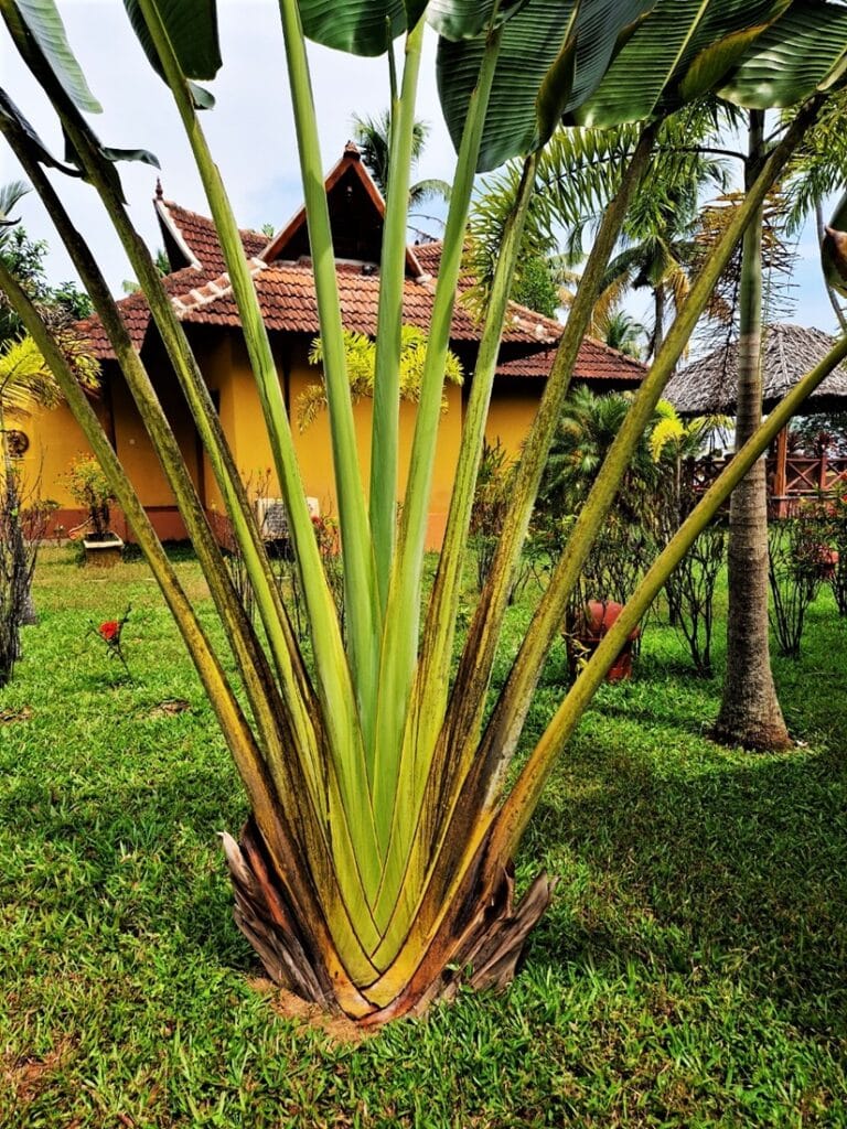 Ameya - Kohti avaraa maailmaa