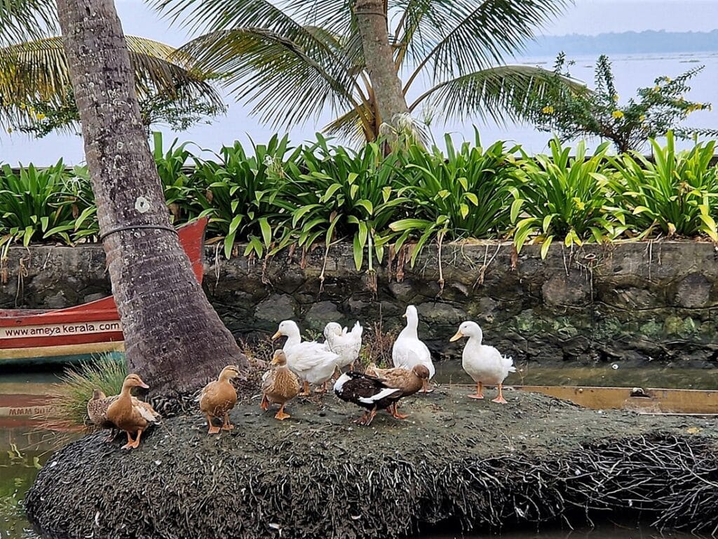 Ameya - Kohti avaraa maailmaa