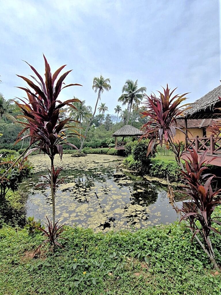 Ameya - Kohti avaraa maailmaa