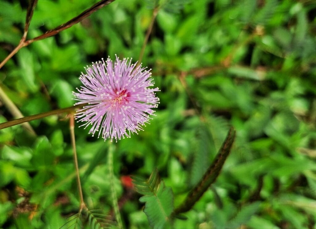 Kerala - Kohti avaraa maailmaa