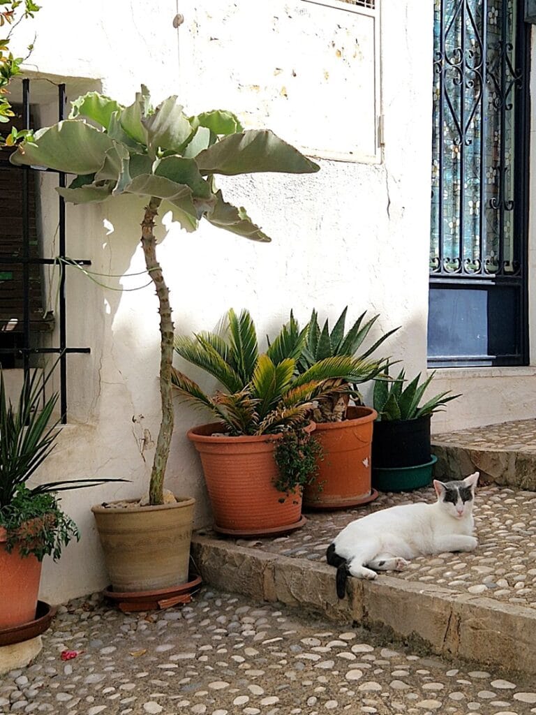 Altea - Kohti avaraa maailmaa