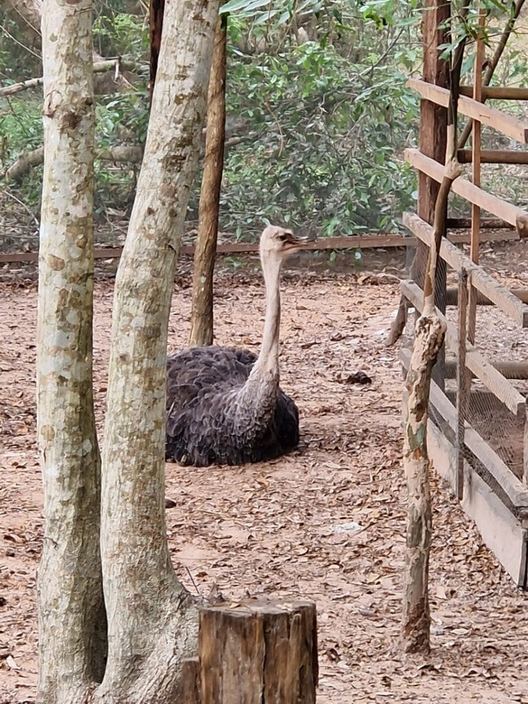 Angkor Botanical Garden - Kohti avaraa maailmaa