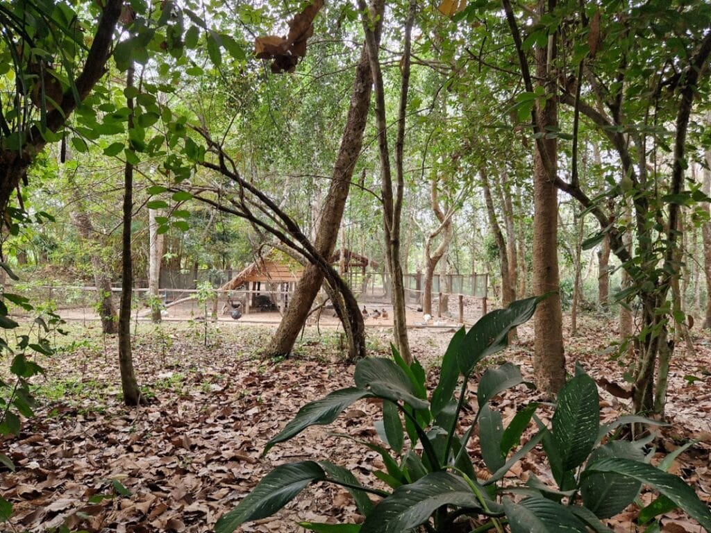 Angkor Botanical Garden - Kohti avaraa maailmaa