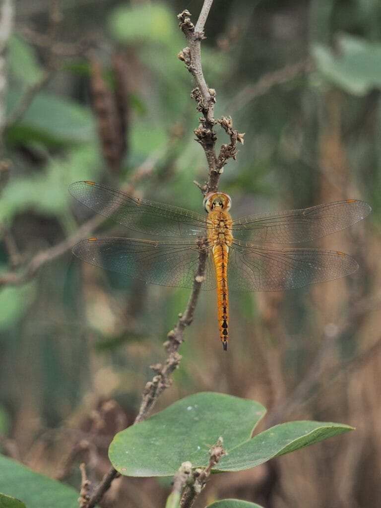 Angkor Botanical Garden - Kohti avaraa maailmaa
