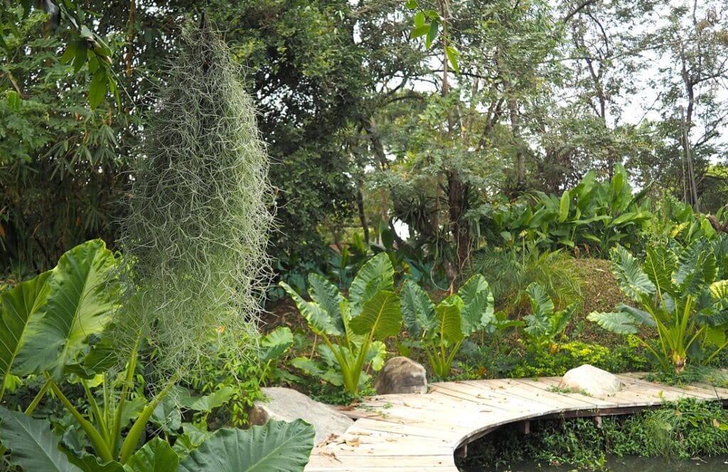 Angkor Botanical Garden - Kohti avaraa maailmaa