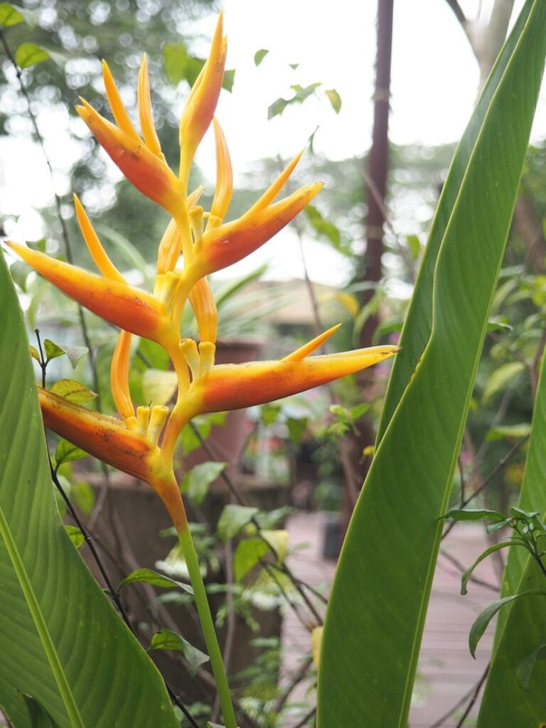 Angkor Botanical Garden - Kohti avaraa maailmaa