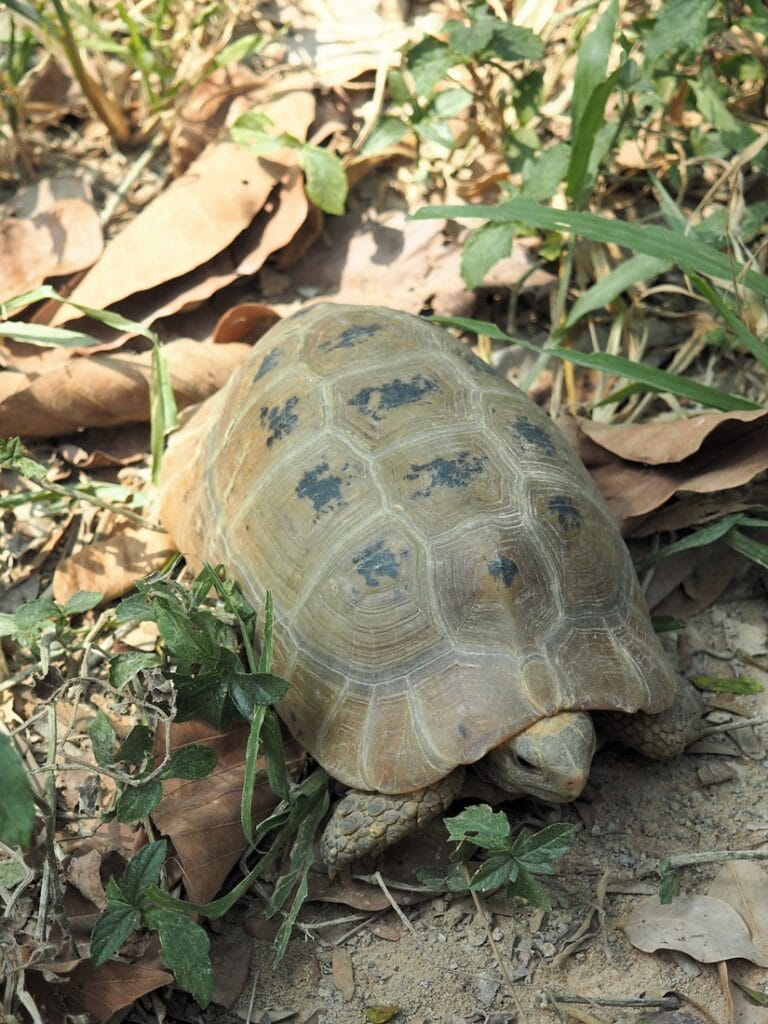 Angkor Botanical Garden - Kohti avaraa maailmaa