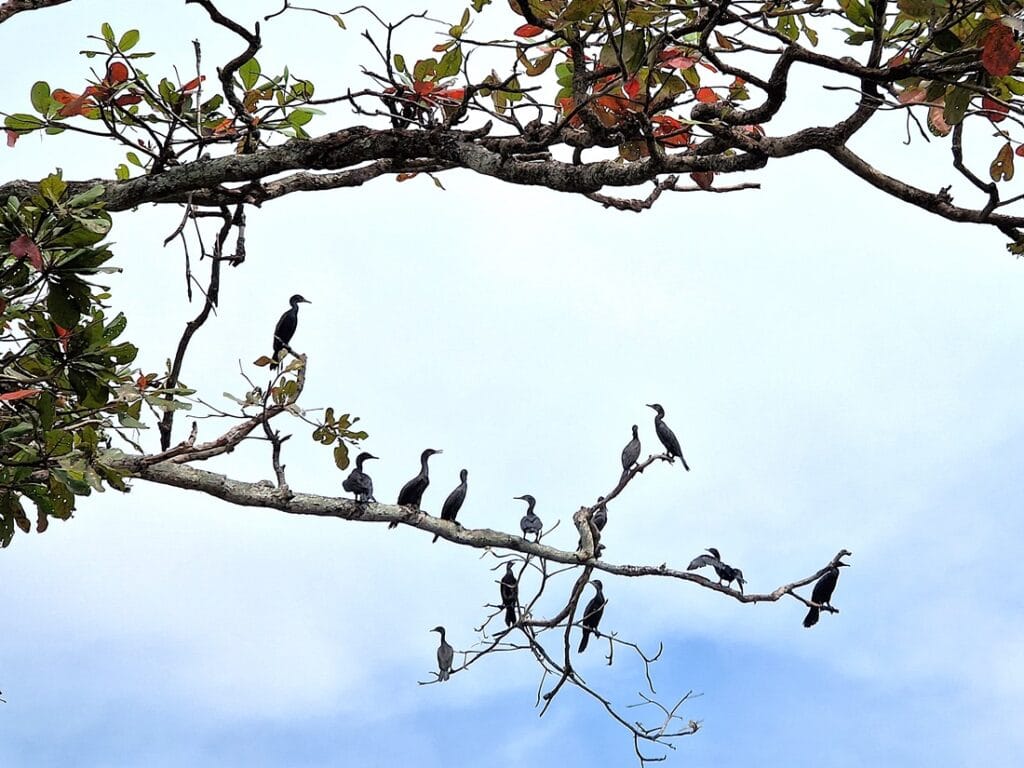 Ameya - Kohti avaraa maailmaa