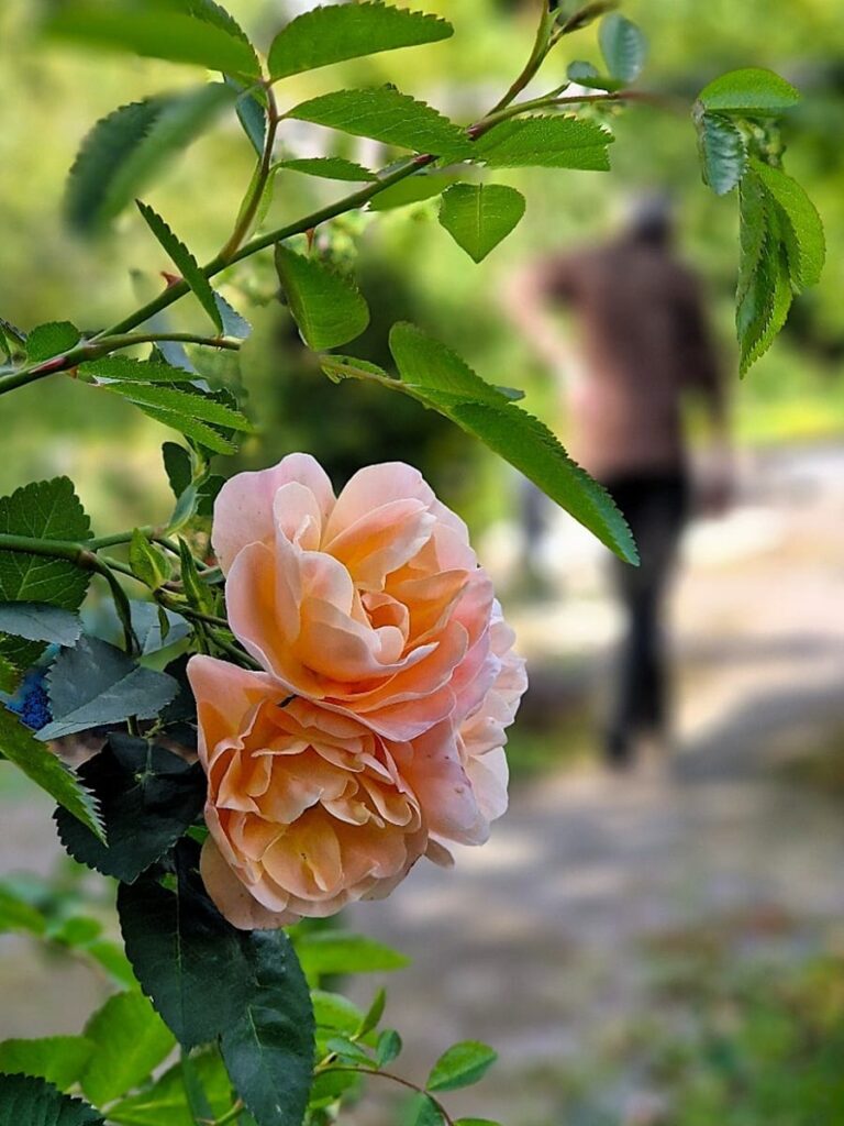 Annanpuisto Kellokoskella - Kohti avara maailmaa