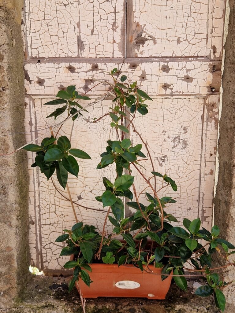 Corniglia - Kohti avaraa maailmaa