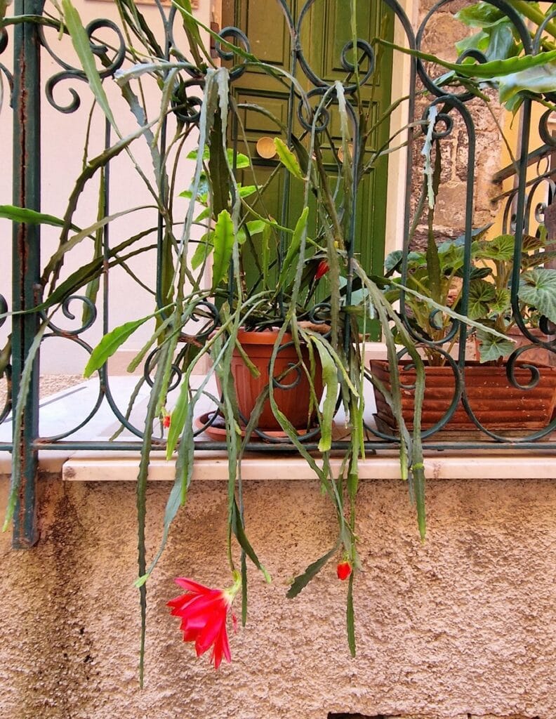 Monterosso - Kohti avaraa maailmaa