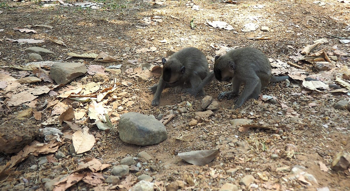 Angkor Thom - Kohti avaraa maailmaa