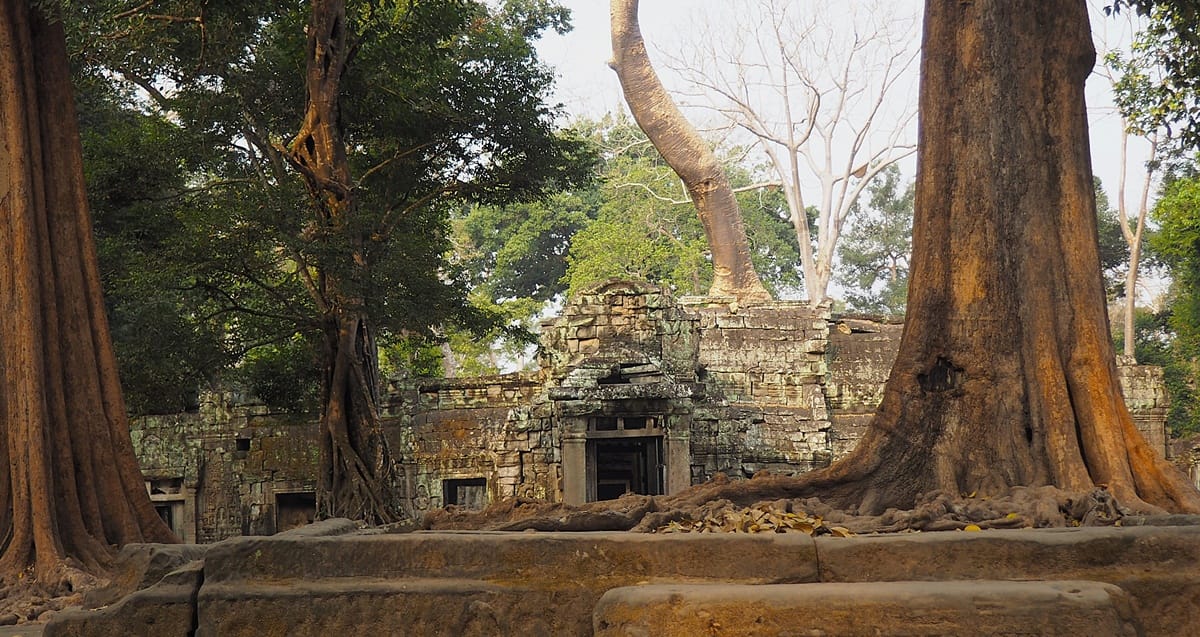 Ta Prohm - Kohti avaraa maailmaa