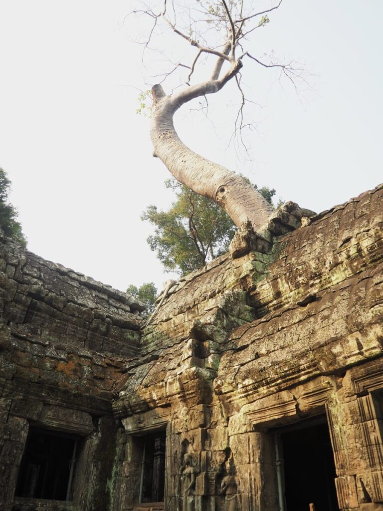 Ta Prohm - Kohti avaraa maailmaa