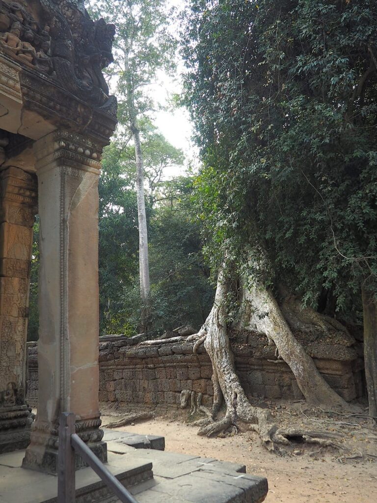 Ta Prohm - Kohti avaraa maailmaa