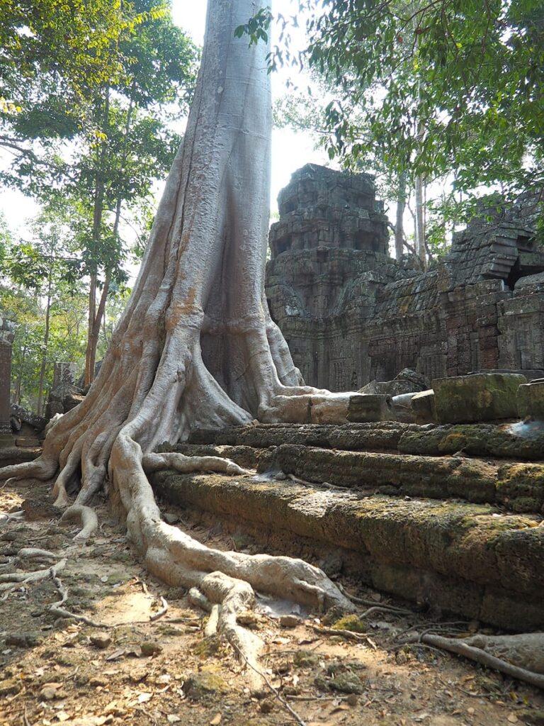 Ta Prohm - Kohti avaraa maailmaa