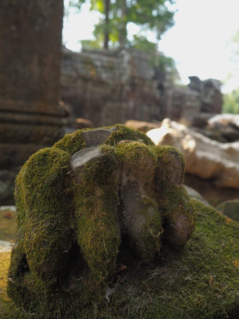 Ta Prohm - Kohti avaraa maailmaa