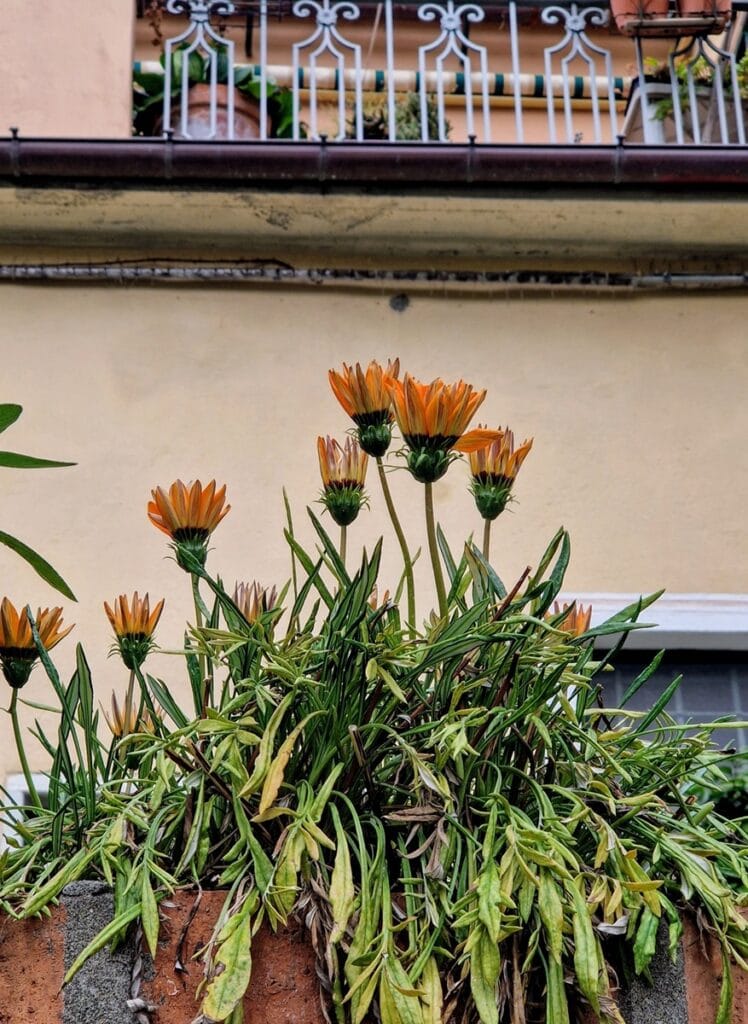 Levanto - Kohti avaraa maailmaa